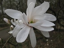 Stern-Magnolien