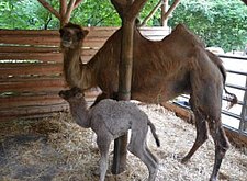 Kamelbaby