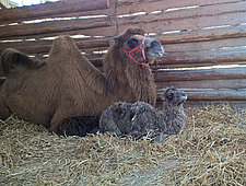 Nachwuchs bei Familie Trampeltier