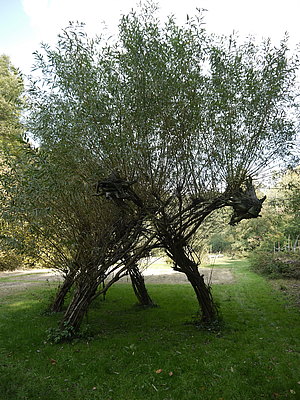Weidendrache 