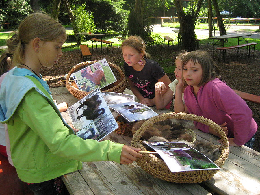 Naturprojekt - welche Wolle gehoert zu welchem Tier
