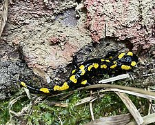 feuersalamander-tierpark-zittau-min.jpg 