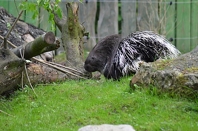 Stachelschwein Seitenaufnahme