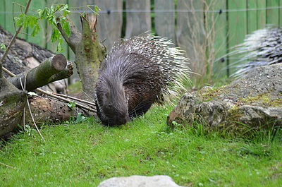 Stachelschwein schnuppert