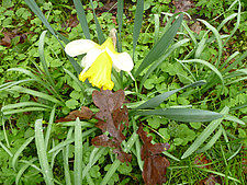 Narzisse-und-Herbstlaub.jpg 