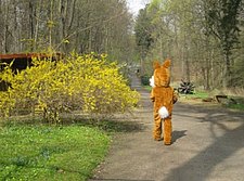 Osterhase
