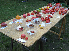 Pilzausstellung