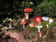 Pilzausstellung