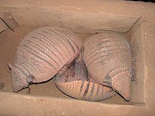 Gürteltiere