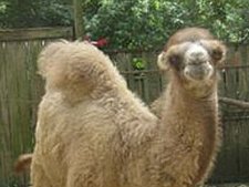 Tierparkfest