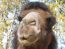 Trampeltier „Shirin“ im Zittauer Tierpark zu Gast