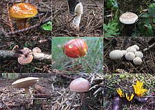 Bauernmarkt mit großer Pilzausstellung in Zittau