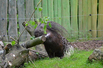 Stachelschwein 