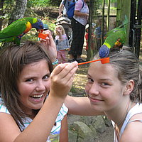Lori-Fütterung im Tierpark Zittau