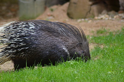 Stachelschwein Nahaufnahme
