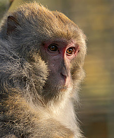 Rhesusaffe im Alter von 26 Jahren