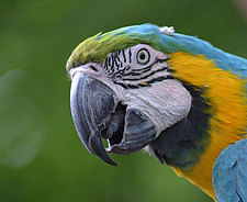 Lora_Tierpark_Zittau.jpg 