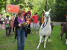 Lama