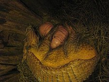 Nachwuchs Gürteltiere