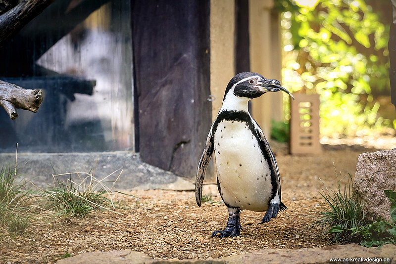 Fütterungszeit 15:30 Uhr Pinguine Zoo Zittau