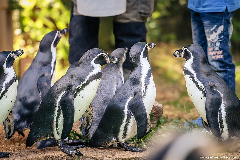 Fütterungszeit 15:30 Uhr Pinguine Zoo Zittau