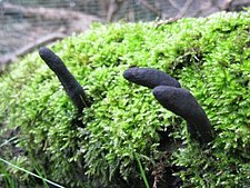 Pilz