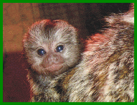 Weißbüscheläffchen